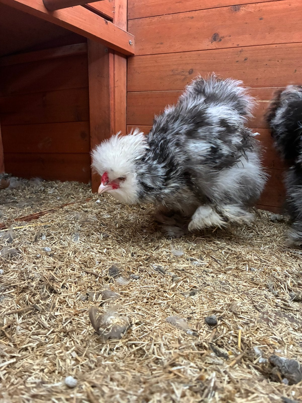 Jonge USA zijdehoen haan, Dieren en Toebehoren, Mannelijk, Kip