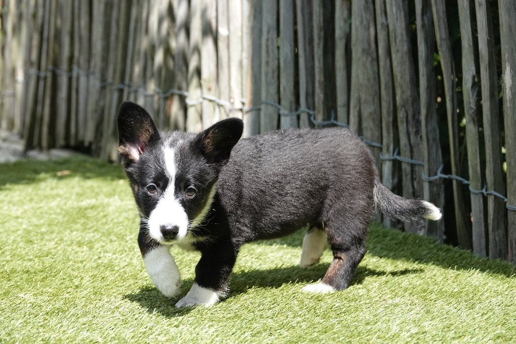 Prachtige Welsh Corgi Cardigan pups, met stamboom, Dieren en Toebehoren, België, Overige rassen, 8 tot 15 weken, CDV (hondenziekte)