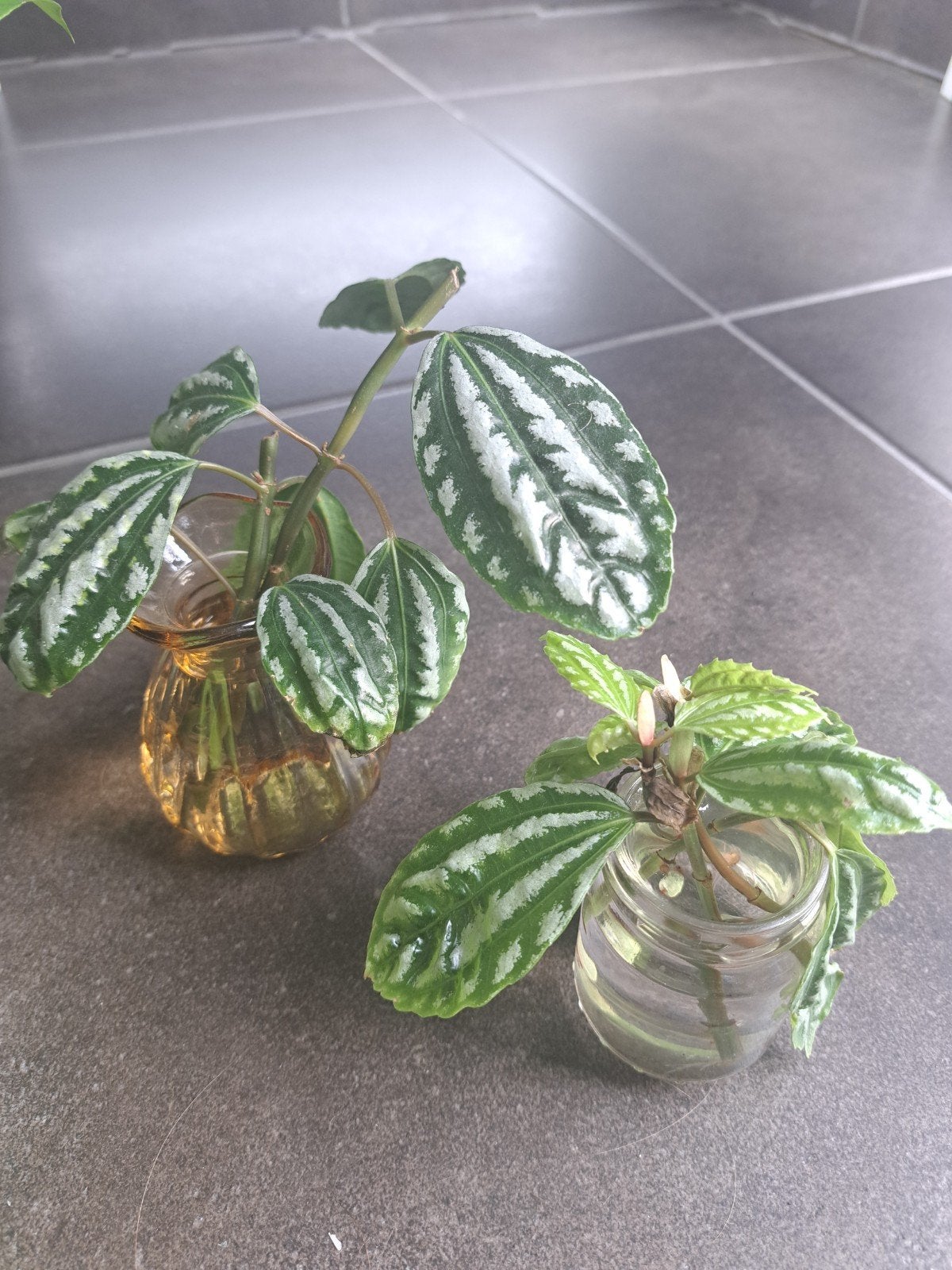 Pilea cadierei stekjes, Huis en Inrichting, Kamerplanten, Ophalen