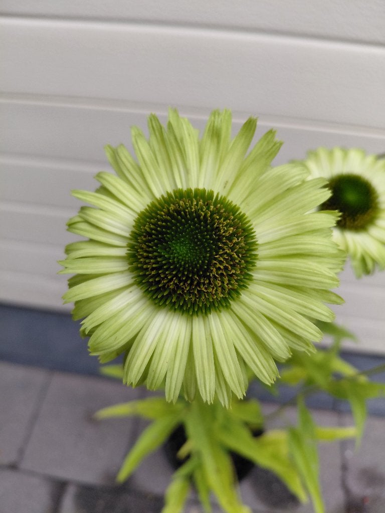 Echinacea Green Jewel, Tuin en Terras, Planten | Tuinplanten, Ophalen