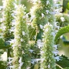 Agastache Alabaster, Ophalen