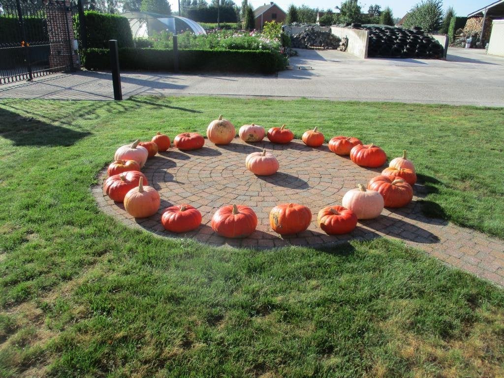 Diverse maten bio pompoenen en butternut, Tuin en Terras, Ophalen, Groenteplanten