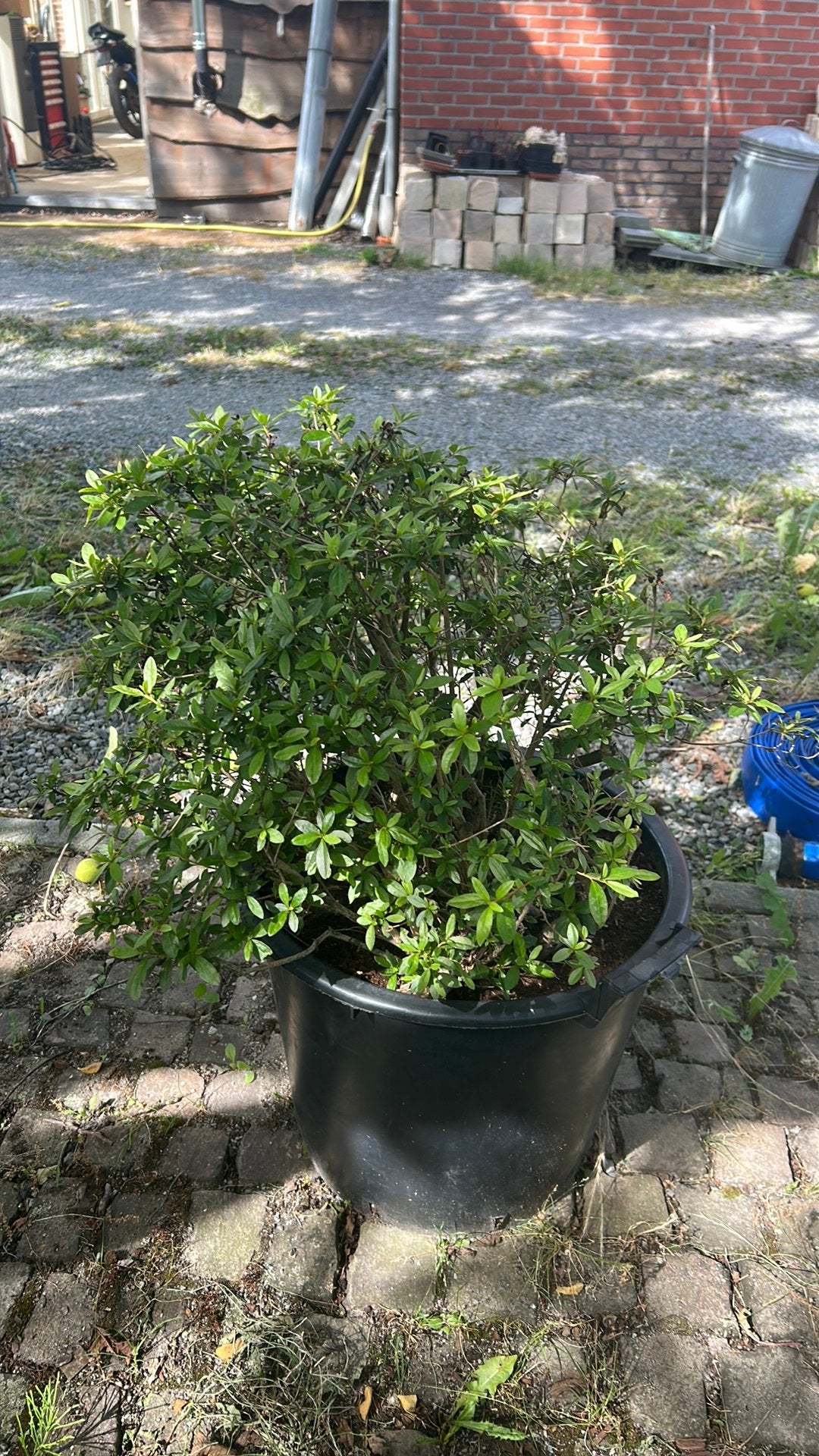 Oudere azalea roze paarse bloemen, Ophalen