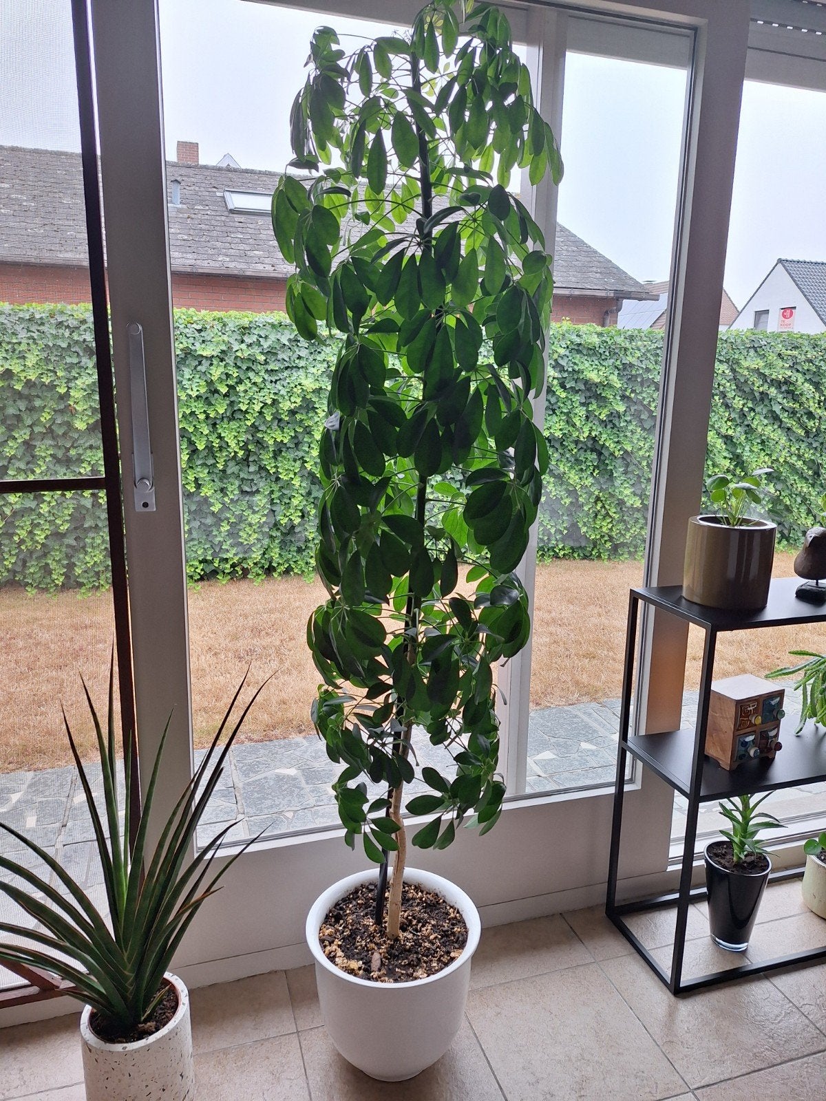 grote vingerplant zonder pot, Huis en Inrichting, Kamerplanten, Ophalen, Overige soorten, 150 tot 200 cm
