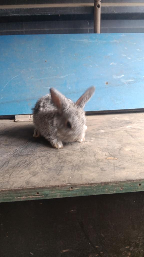 Konijntjes te koop, Dieren en Toebehoren