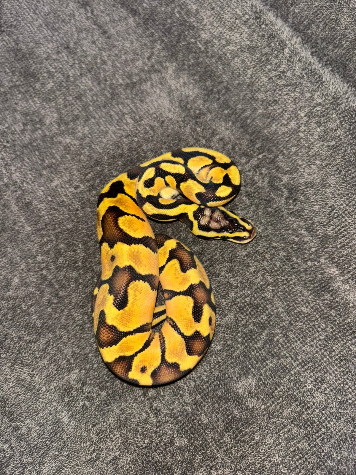 Python regius Ball Python photo 4