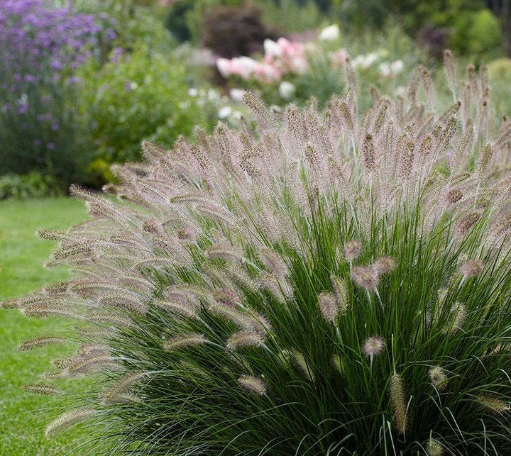 Pennisetum hameln of Lampenpoetsersgras, Tuin en Terras, Planten | Tuinplanten, Ophalen, Volle zon, Vaste plant, Siergrassen