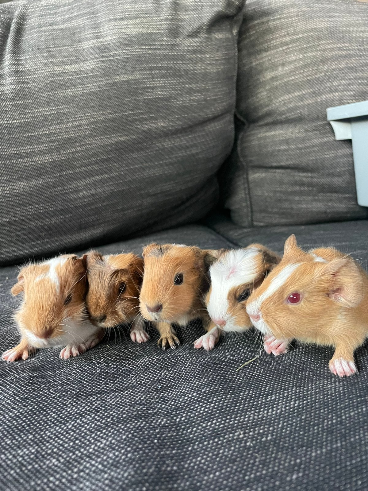 Baby cavia’s, Dieren en Toebehoren, Augustus, Cavia