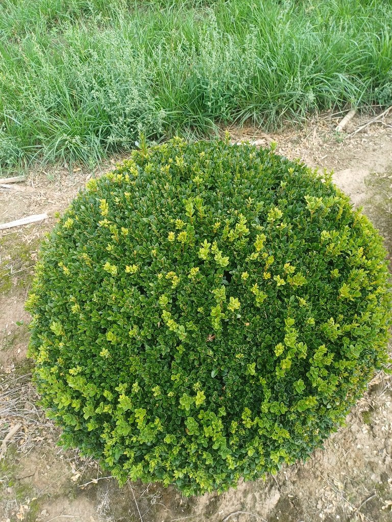 Buxusbol ( riemst), Ophalen