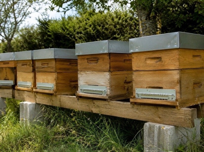 Colonie abeilles Buckfast, Enlèvement, Comme neuf