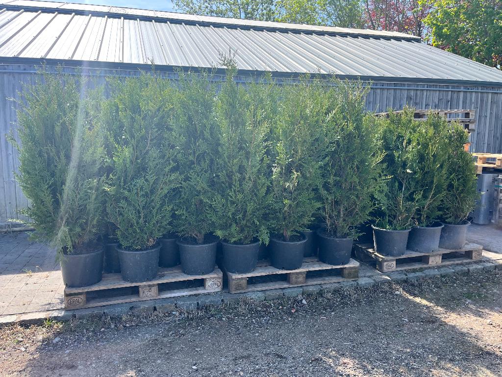 Atrovirens in pot +150, Ophalen, Haag, 100 tot 250 cm