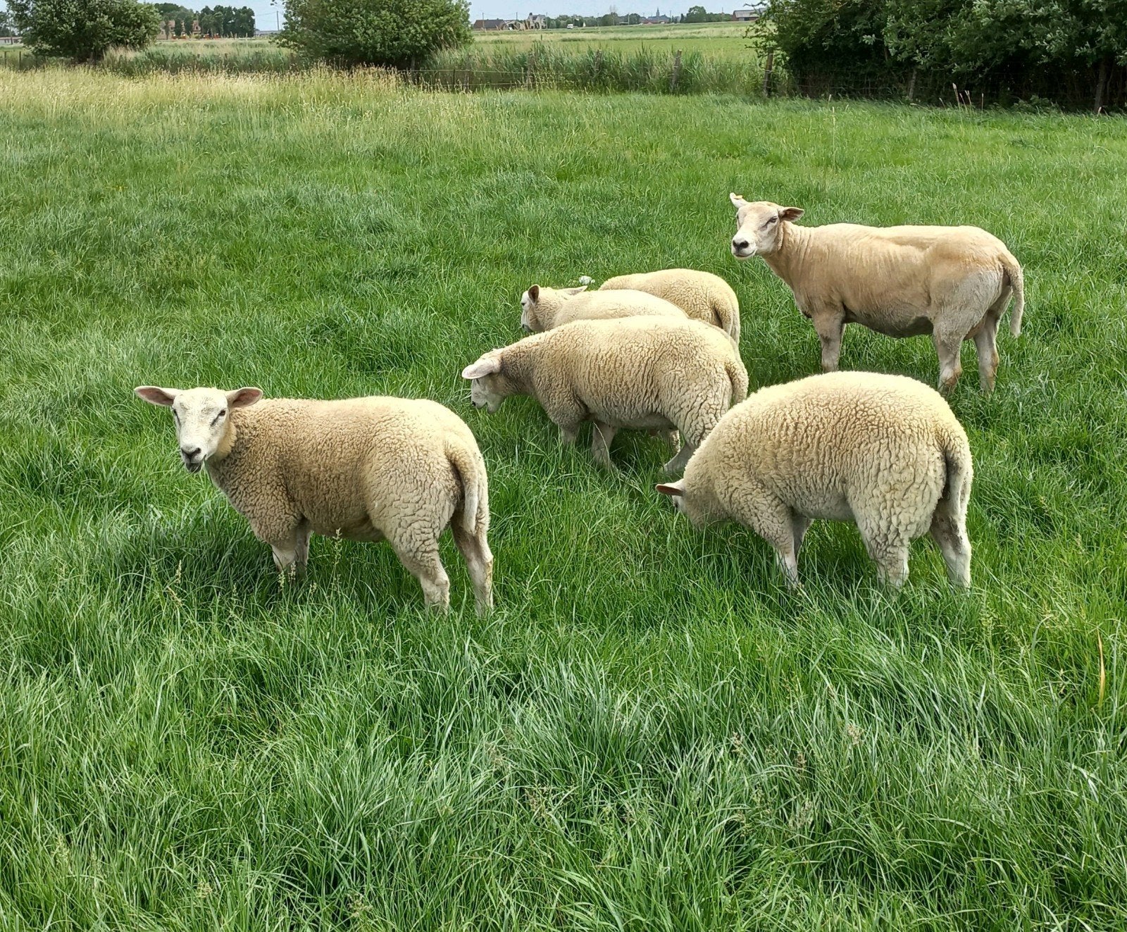 Swifter dekrammen te reserveren, Mannelijk, Schaap, 0 tot 2 jaar