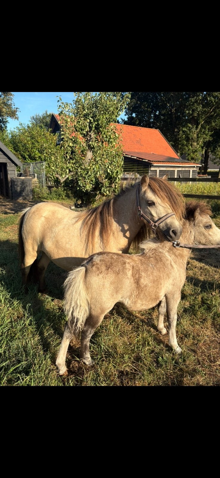 NSPS valk shetlander merrie met valk bont merrieveulen, Dieren en Toebehoren, Merrie, Met stamboom