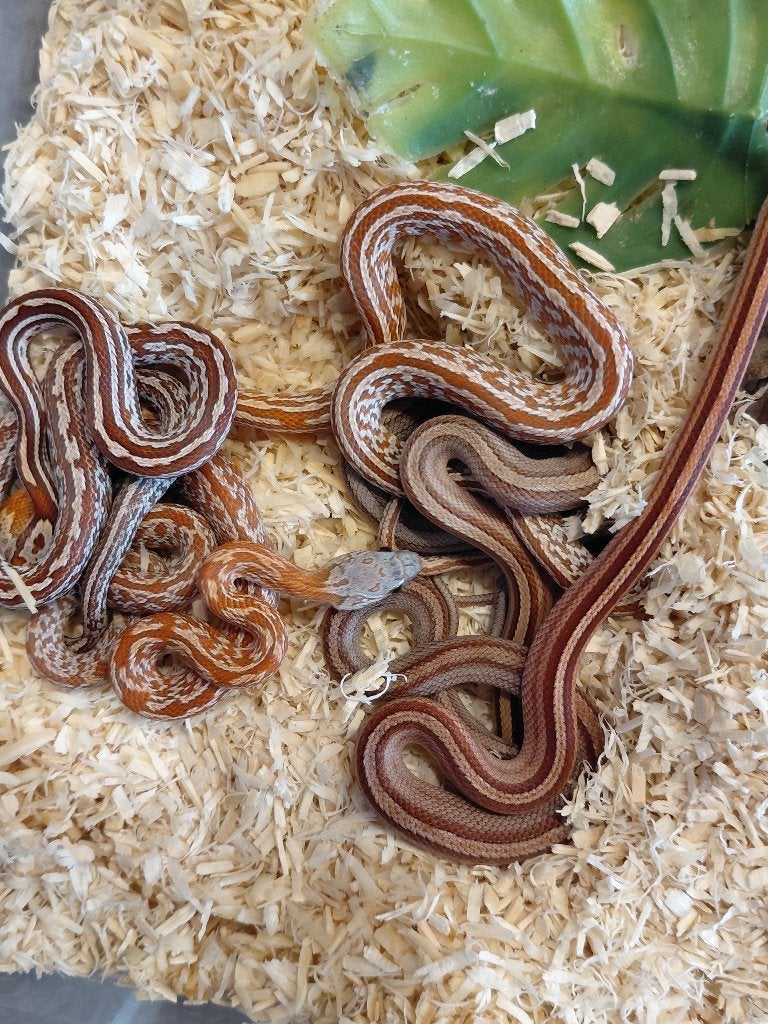élevage de serpents des blés 2025/2026, Serpent, 0 à 2 ans