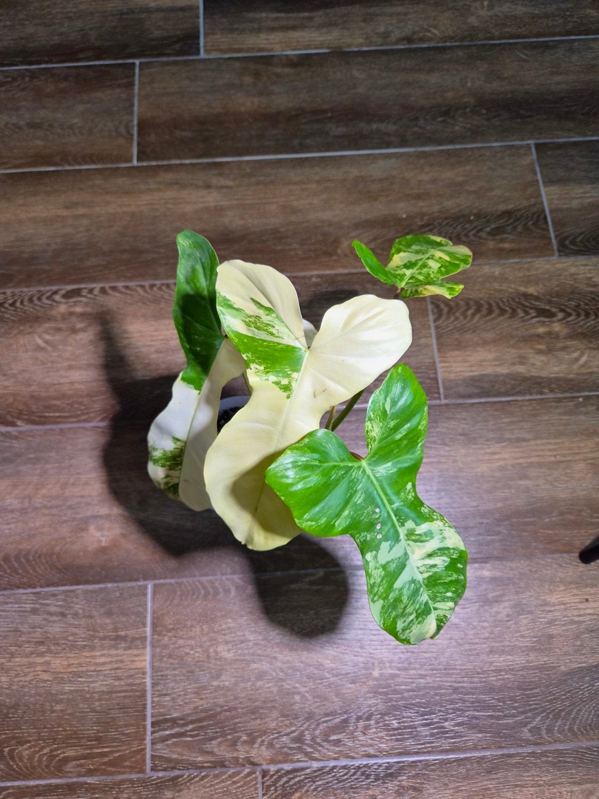 Philodendron Florida Beauty X Paraiso, Enlèvement ou Envoi