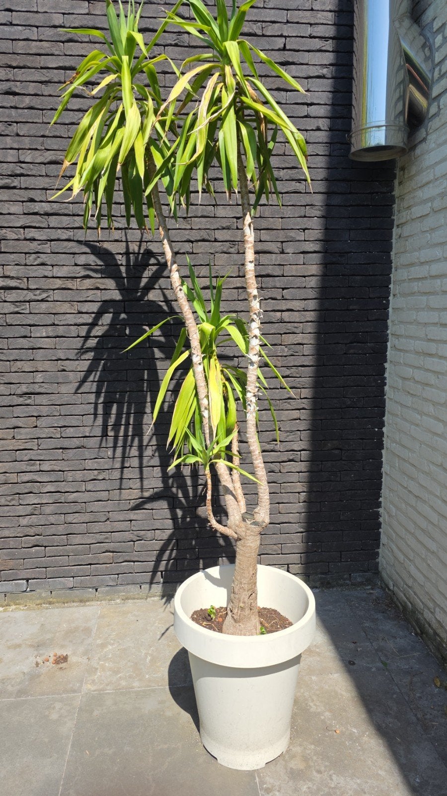 Yucca in pot, 3m hoogte, Enlèvement