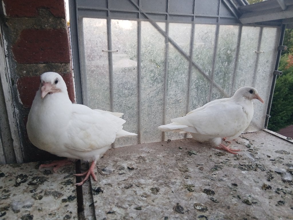 Pigeonneaux, Animaux & Accessoires, Oiseaux | Pigeons, Plusieurs animaux, Autres espèces