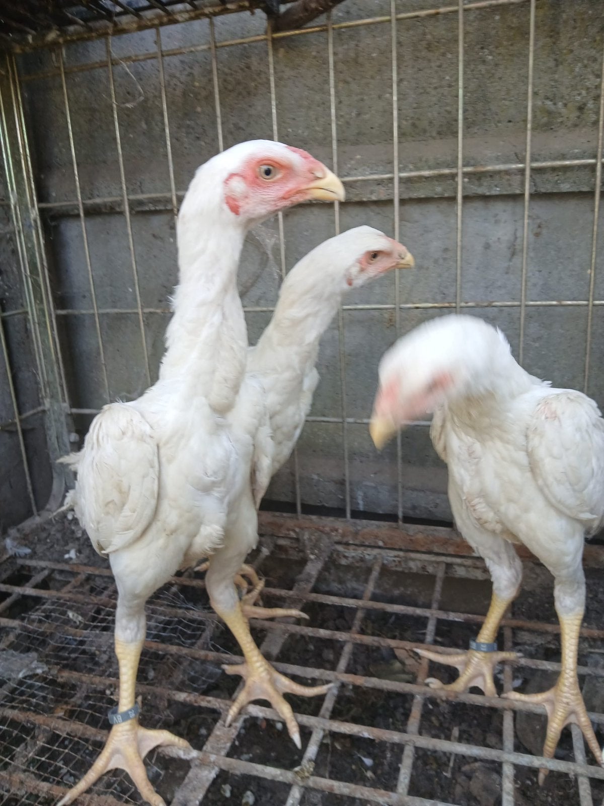 Shampooing blanc, Animaux & Accessoires, Volatiles, Poule ou poulet