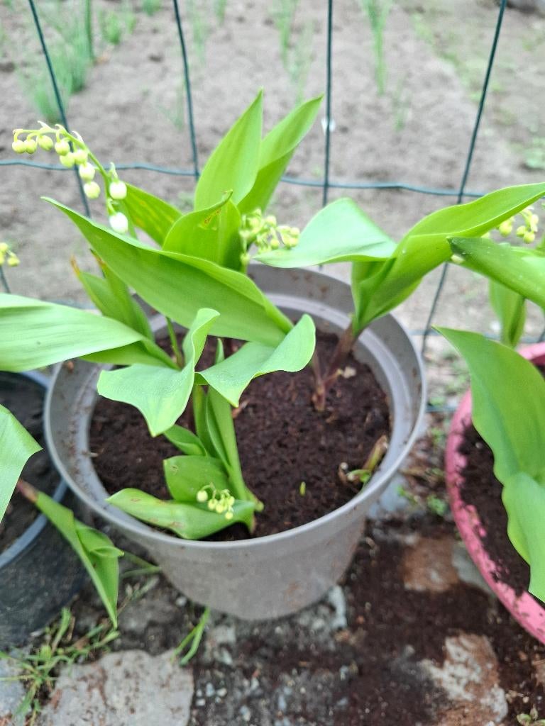 meiklokjes, Ophalen, Lente, Vaste plant