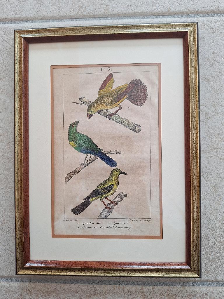 Handgekleurde gravure Histoire Naturelle, Antiek en Kunst, Antiek | Boeken en Manuscripten, Ophalen of Verzenden, Buffon L