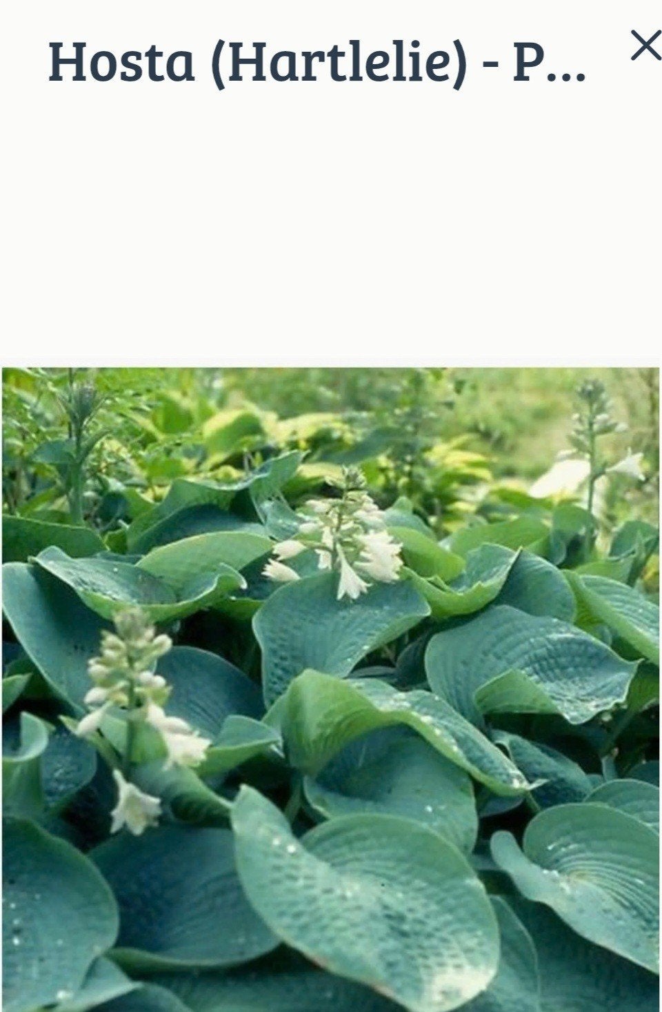 Hosta, Ophalen