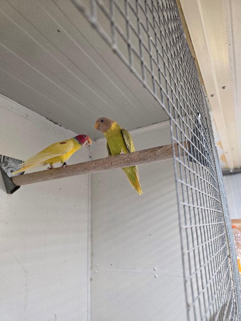 Pruimkoppen te koop wegens plaatsgebrek (kweekkoppel), Dieren en Toebehoren, Vogels | Parkieten en Papegaaien, Parkiet, Geringd