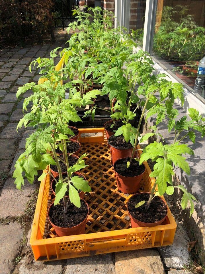 Tomatenplanten, Ophalen