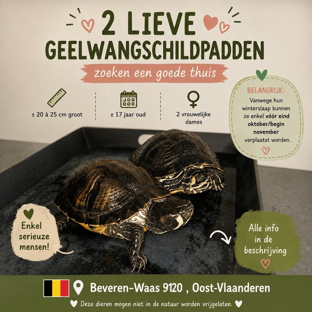 2x ️geelwangschildpadden zoeken een liefdevolle thuis, Dieren en Toebehoren, Januari, Vrouwelijk