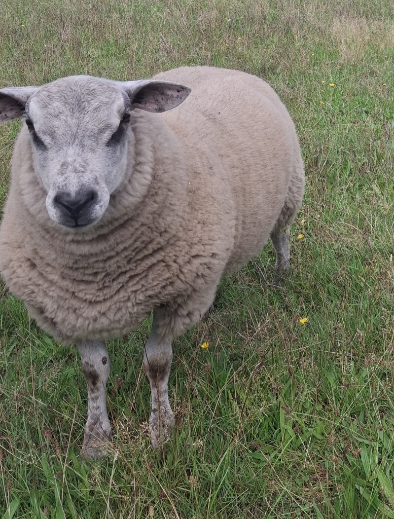 ram te koop, Mâle, Mouton, 0 à 2 ans