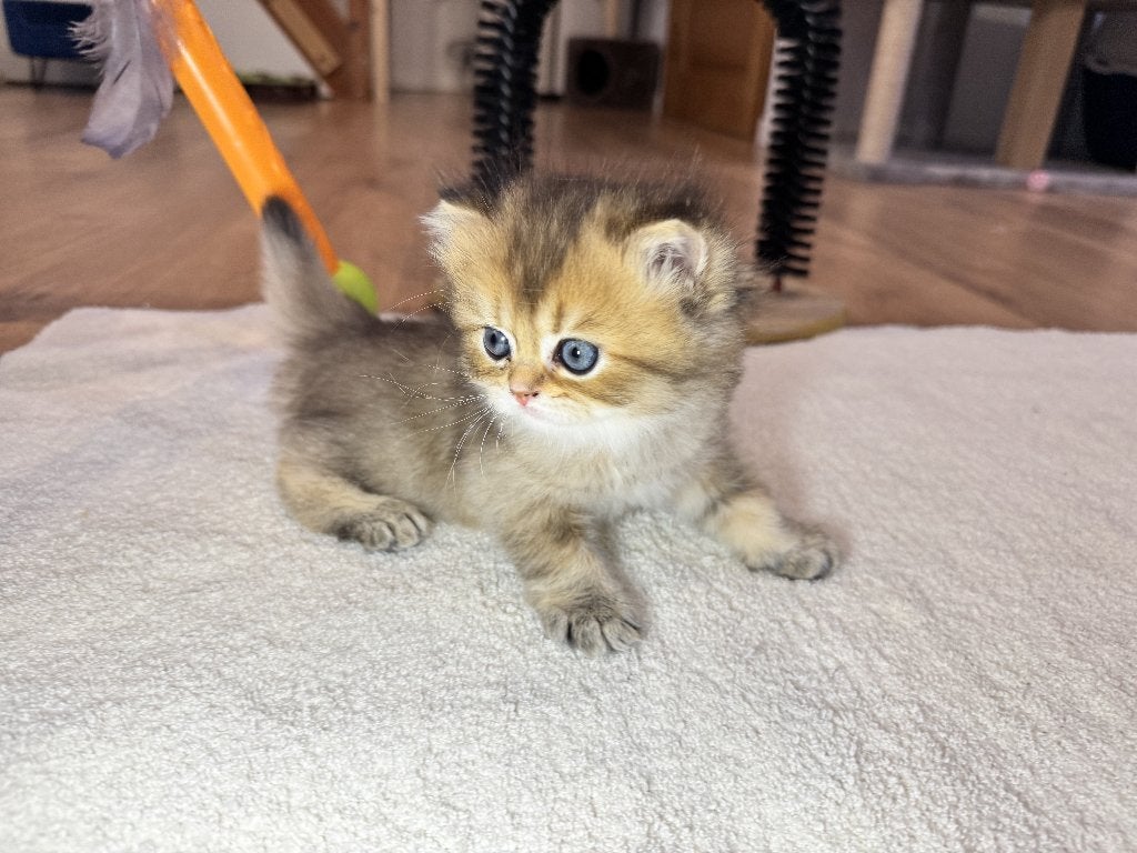 Chaton British Longhair, Animaux & Accessoires, Chats & Chatons | Chats de race | Poil long, Chat, 0 à 2 ans, Avec pedigree, Avec puce électronique
