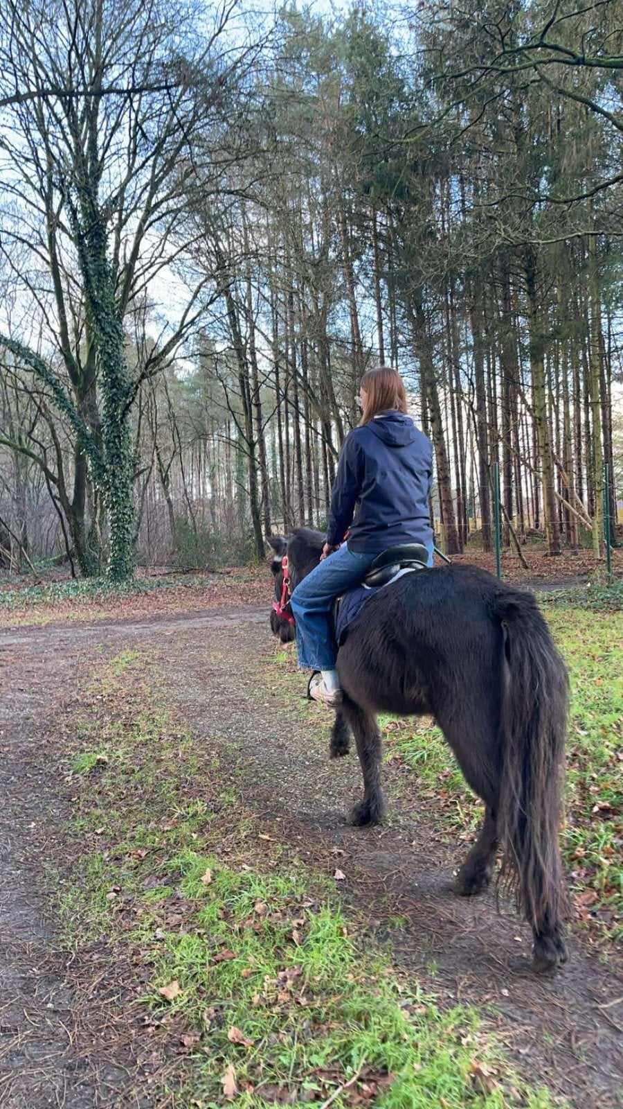 ‼️gezocht: verzorg paard regio westerlo‼️, Animaux & Accessoires, Chevaux