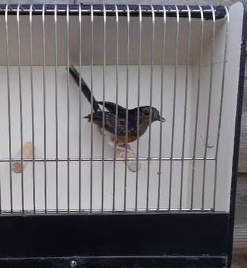 Shama lijster man., Dieren en Toebehoren, Vogels | Overige Vogels, Mannelijk, Tropenvogel, Geringd