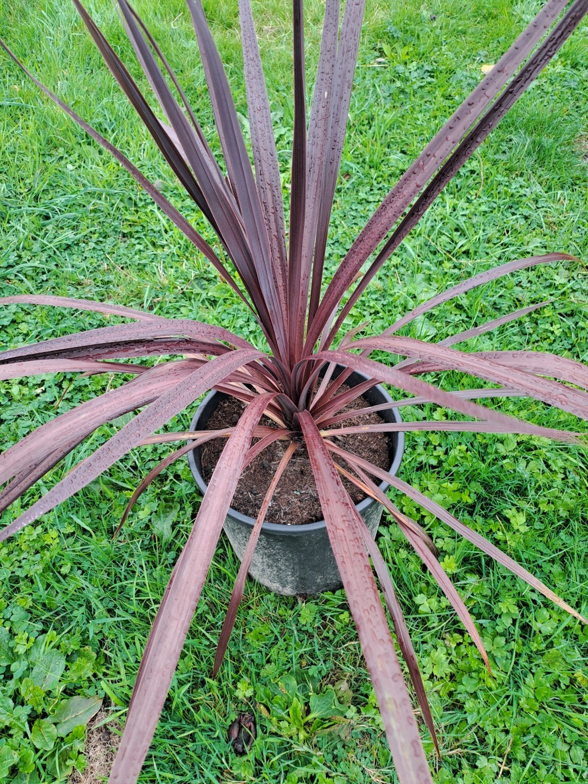 Cordyline Red Star, Ophalen