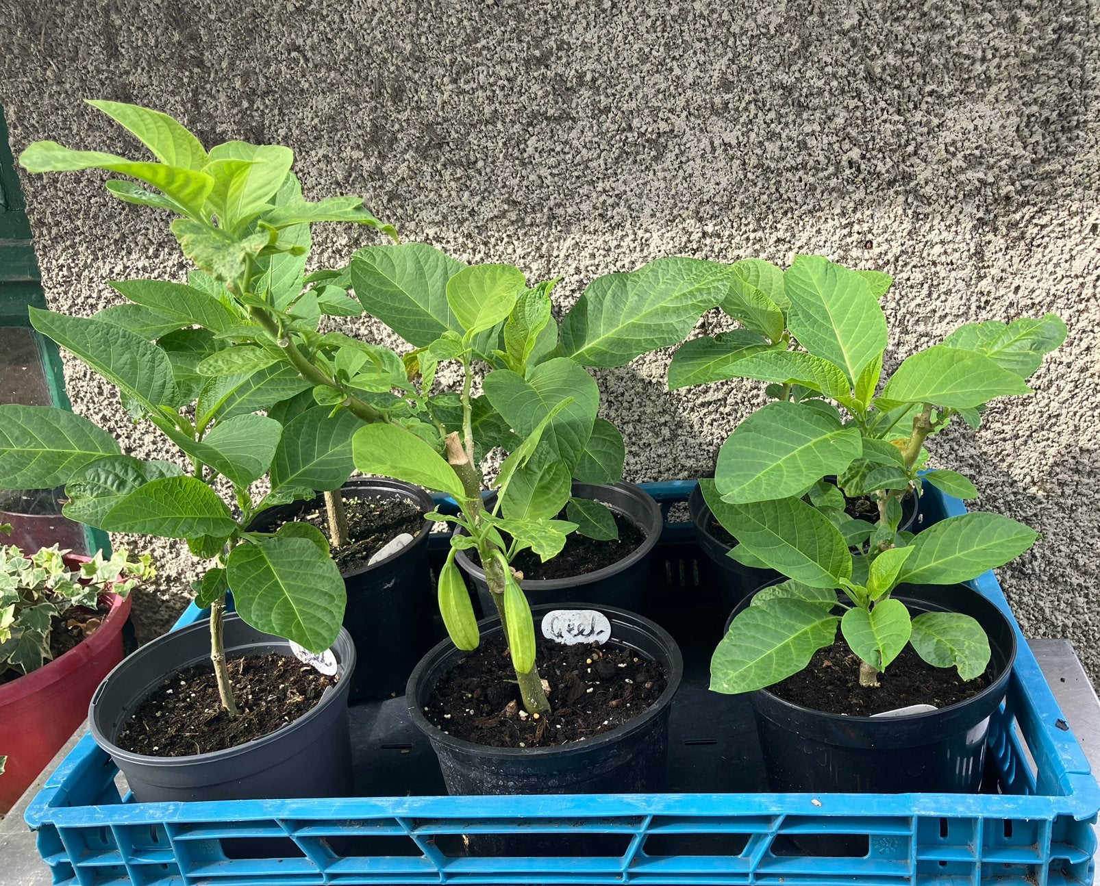 Brugmansia, Tuin en Terras, Ophalen of Verzenden