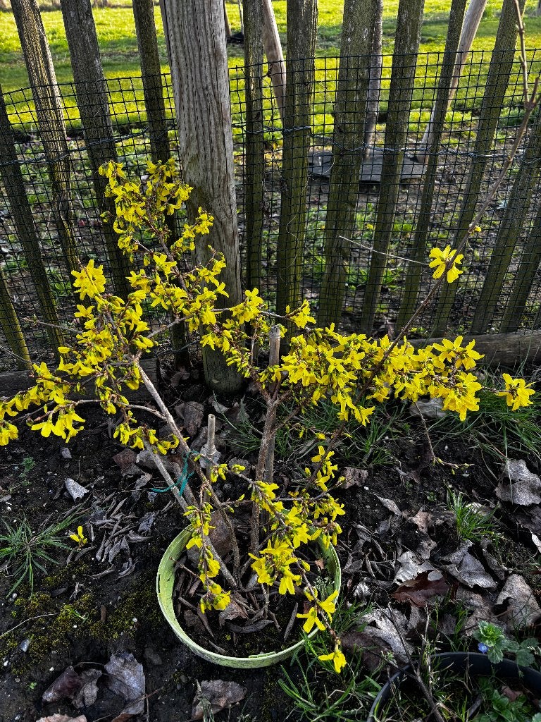 Forsythia Chinees klokje gele bloem, vaste tuinplant, Tuin en Terras, Ophalen of Verzenden, Lente, Vaste plant, Overige soorten