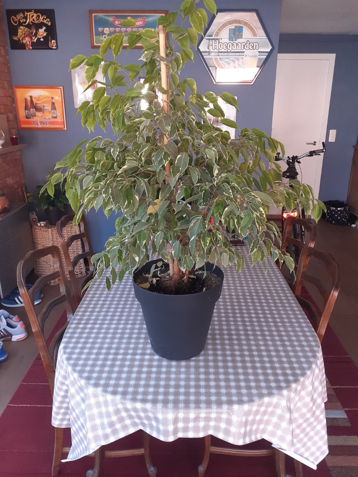 Kamerplanten, Tuin en Terras, Ophalen