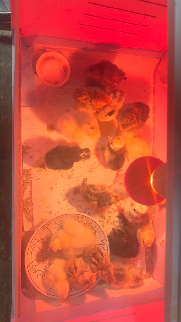Verschillende kuikens 🐣, Dieren en Toebehoren