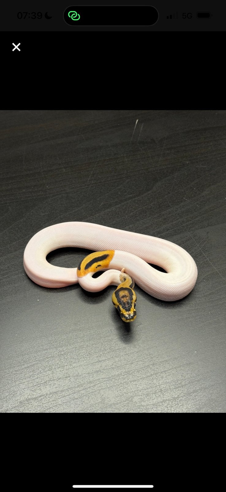 0.1 orange dream crypton pied het desertghost, Dieren en Toebehoren, Slang, Tam, 0 tot 2 jaar