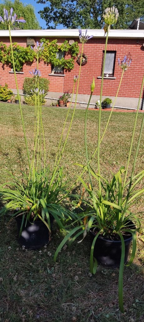 agapanthus, Ophalen