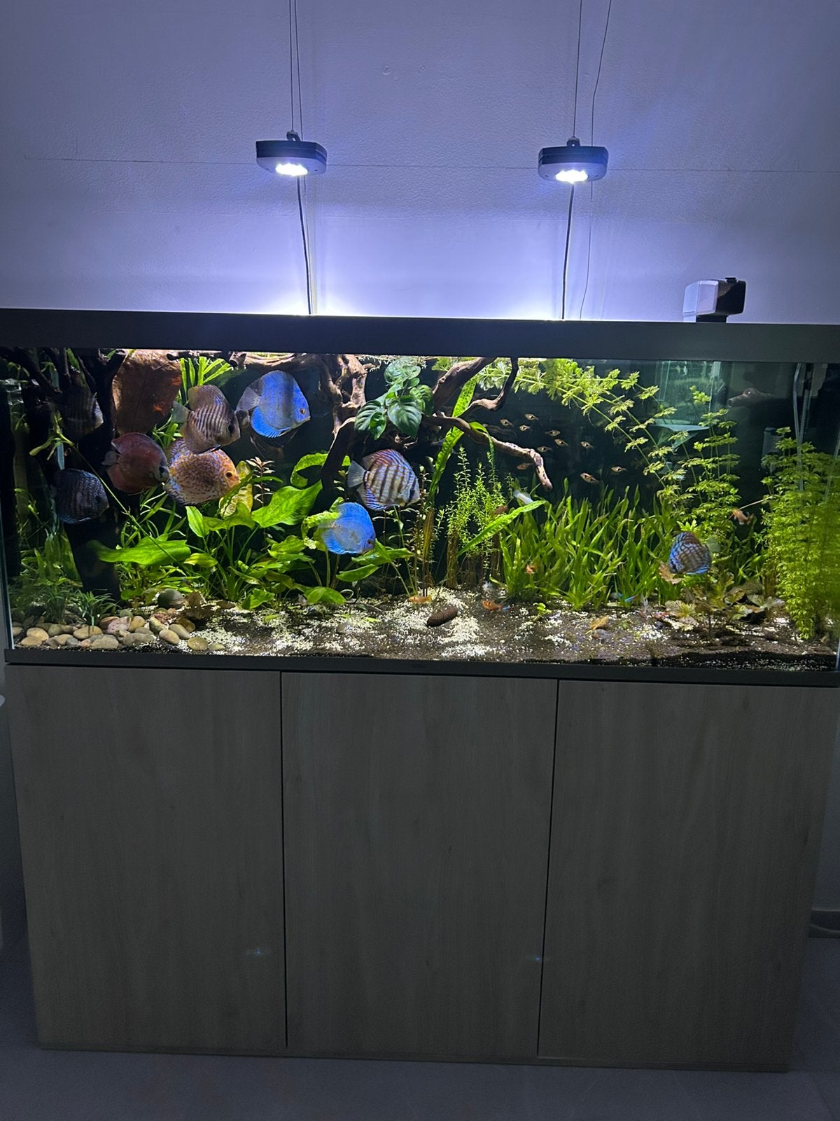 Discus vissen 9 stuks, Dieren en Toebehoren, Ophalen, Zo goed als nieuw