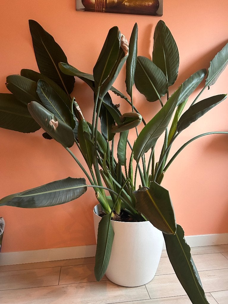 Strelitzia Nicolai, Maison & Meubles, Plantes d'intérieur, Autres espèces, En pot, Plein soleil, Plante à fleurs