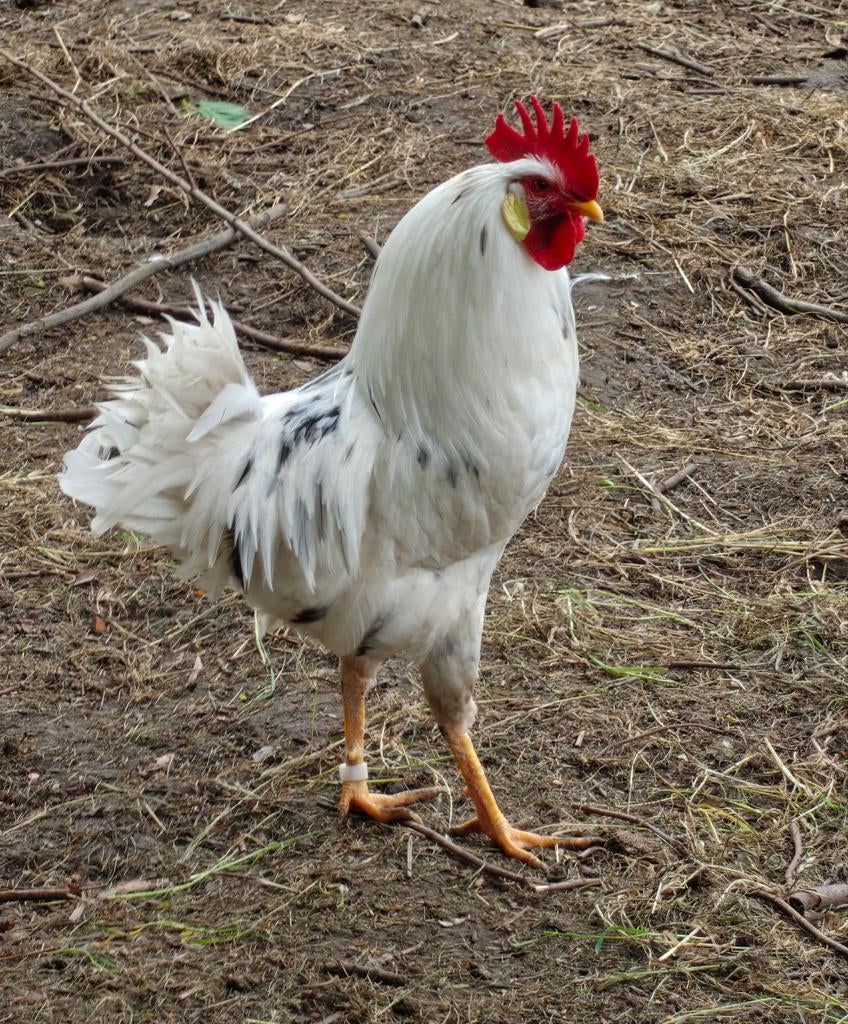 Haan Leghorn Exchequer/ witbonte Leghorn, Dieren en Toebehoren, Pluimvee