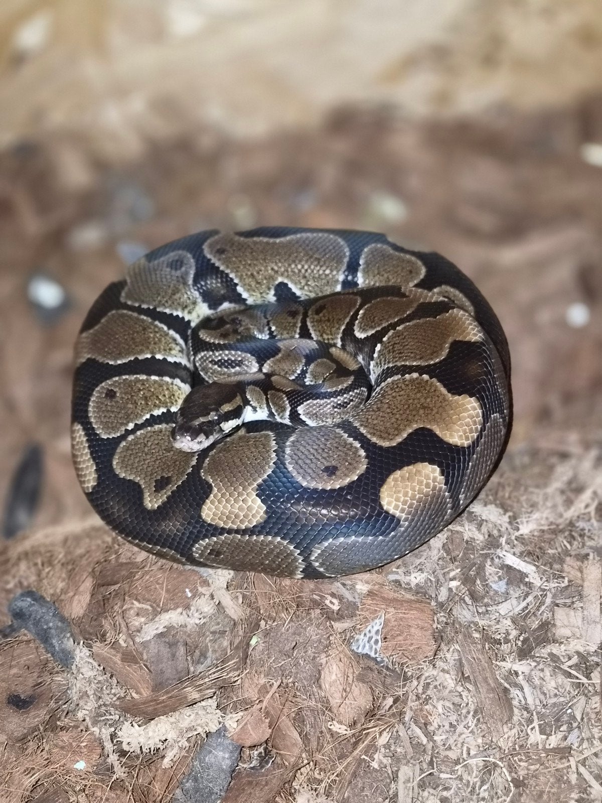 Ballonvaarten Python te koop Ball Python - unknown for sale from erich Claes