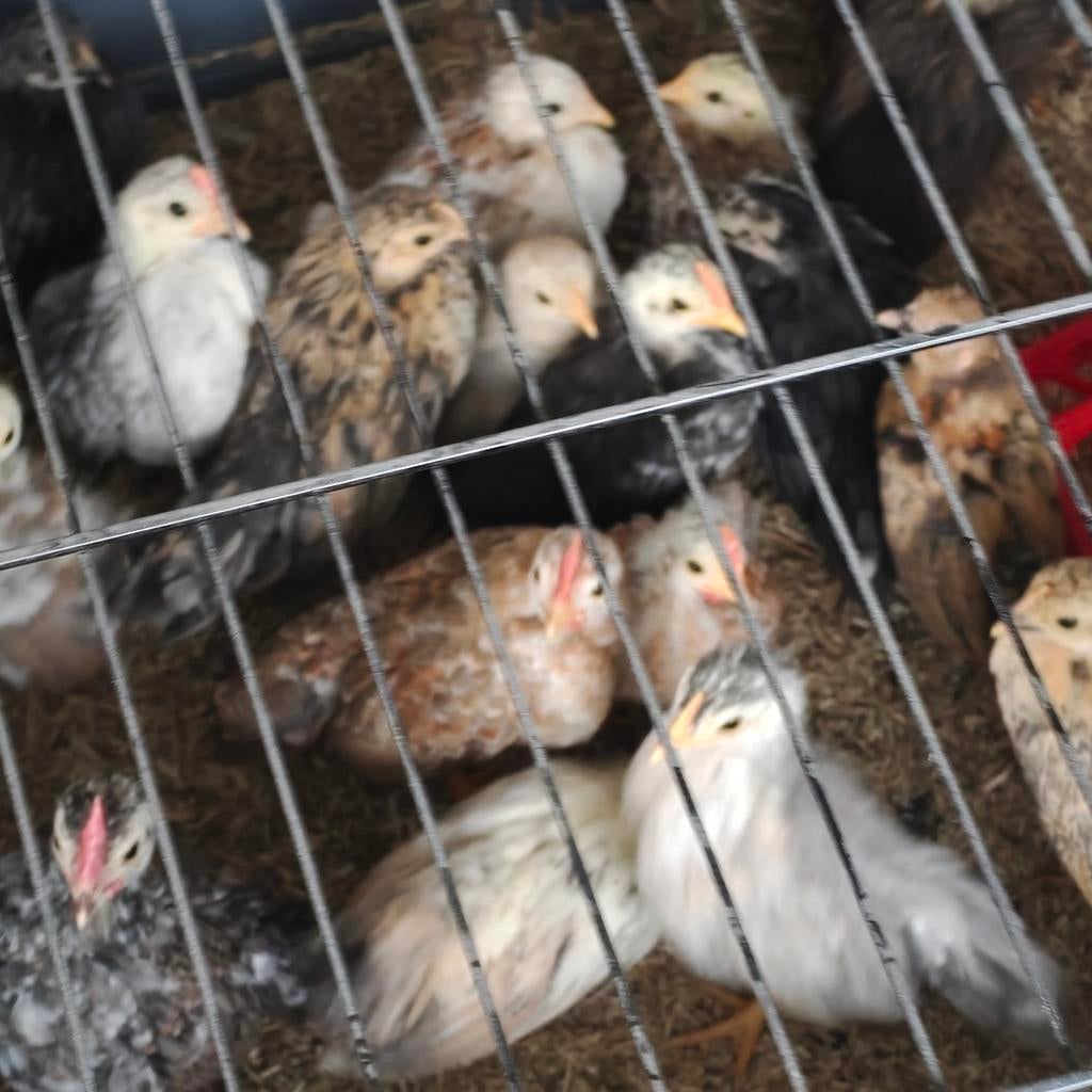 Serama haantjes, Dieren en Toebehoren, Mannelijk, Kip
