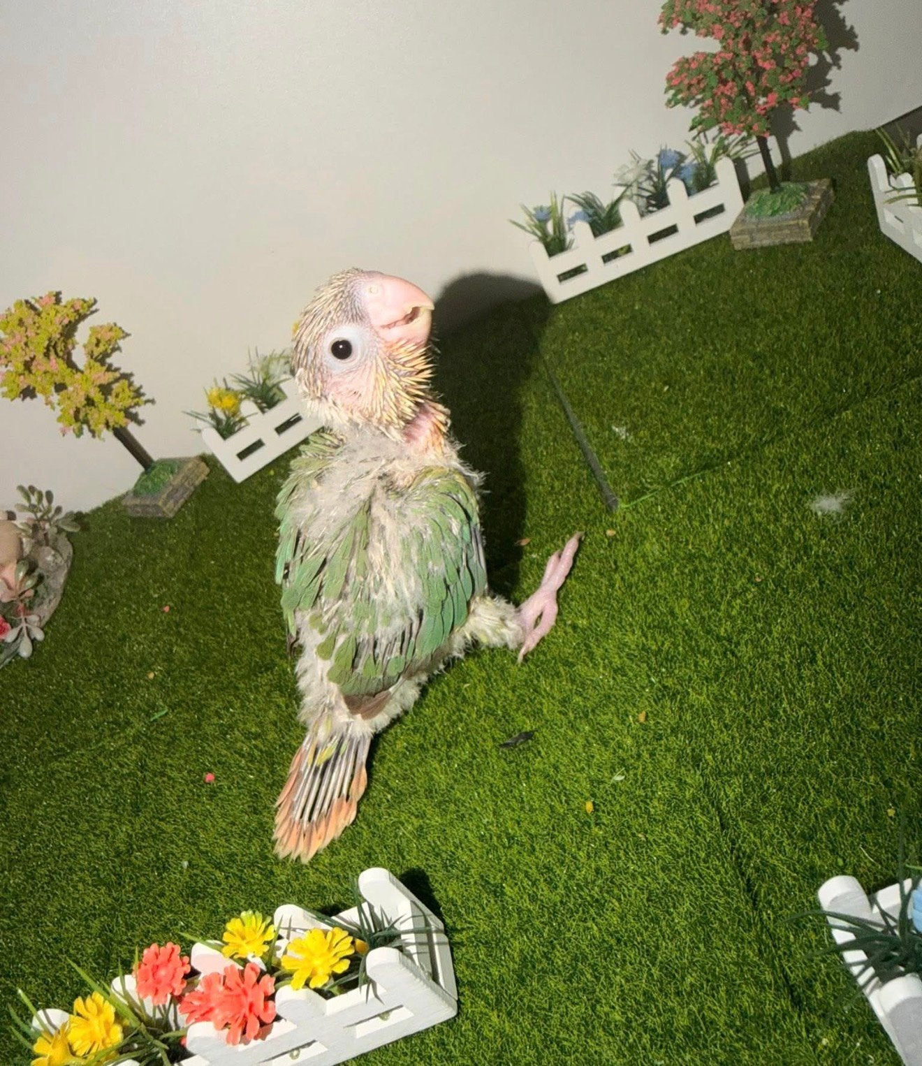 Conure molinae, Sexe inconnu, Perruche, Parleur