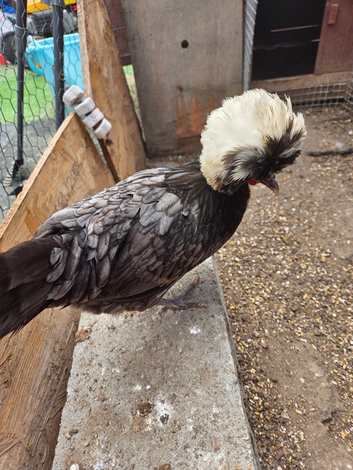 tamme mooie Hollandse kuifhoen - HEN, Dieren en Toebehoren
