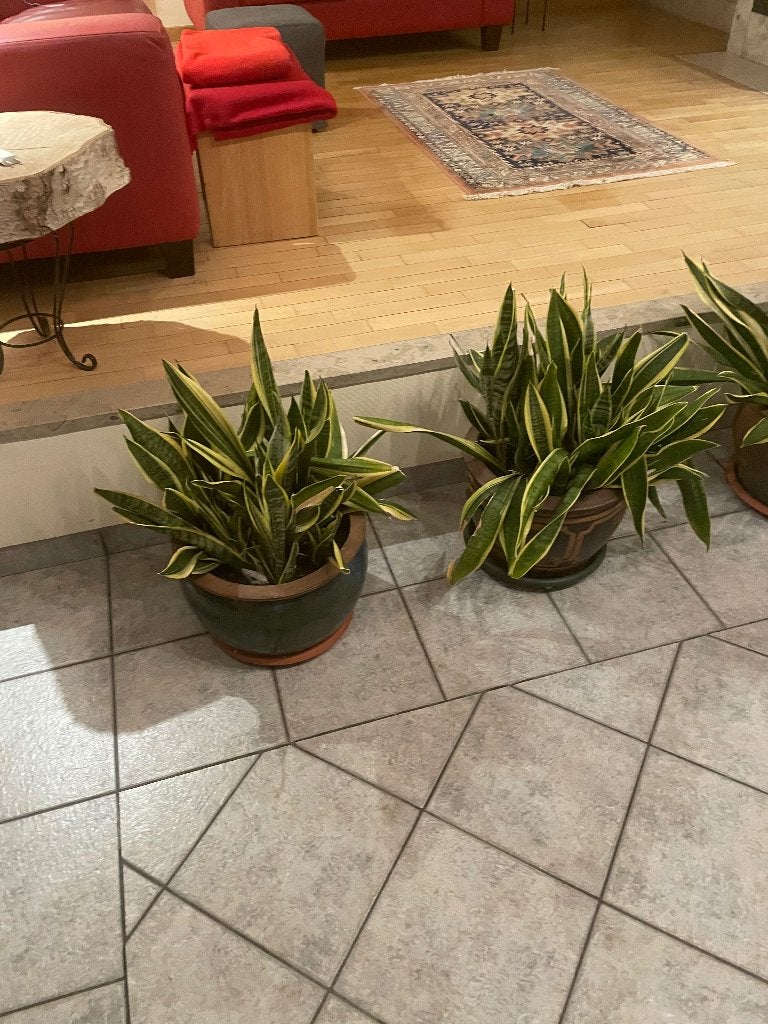 Gratis Sanseveria, Huis en Inrichting, Kamerplanten, Ophalen