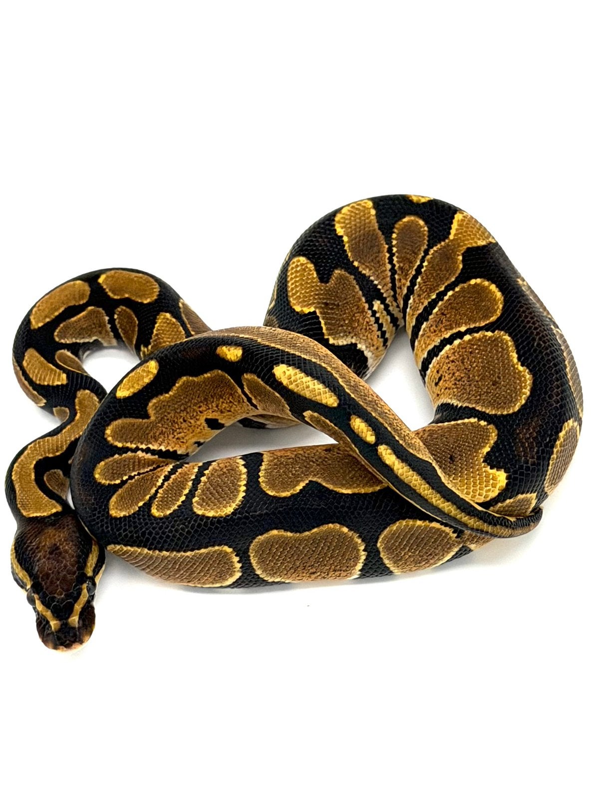 0.1 Vanilla het Hypo 66%het Puzzle Ball Python - female for sale from GenX