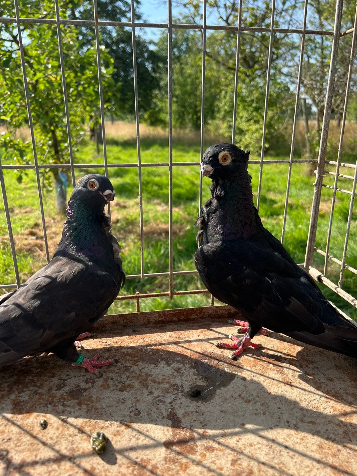 koppel syrische duiven, Dieren en Toebehoren, Vogels | Duiven