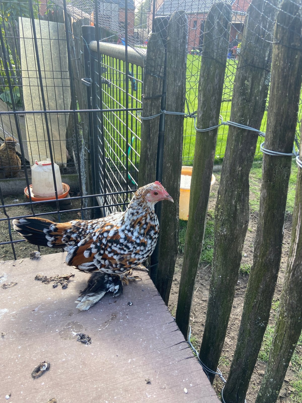 Sabelpoot hennen, Dieren en Toebehoren, Vrouwelijk, Kip